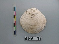 藏品(大蜆)的圖片